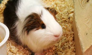 Guinea Pigs