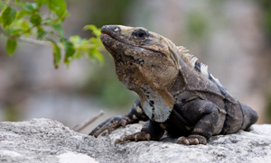 Iguanas