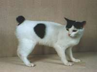 Japanese Bobtails