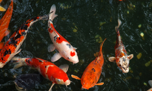 Koi Ponds