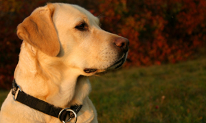 Labrador Retrievers