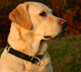 Labrador Retrievers