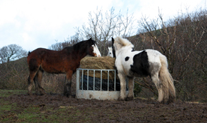 Livestock Feeding