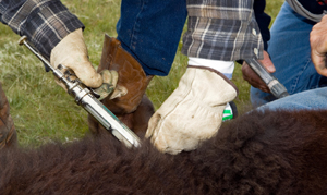 Livestock Vaccination
