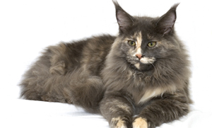 Maine Coons
