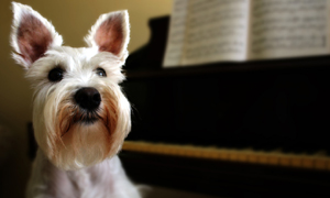 Miniature Schnauzers