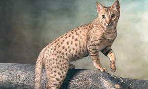 Ocicats