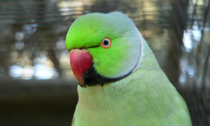 Parrotlets