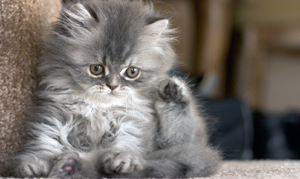 Persians