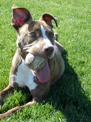 Pitbulls
