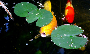 Pond Fish Feeding