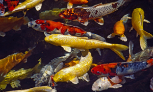 Pond Goldfish