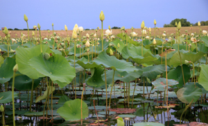 Pond Plants