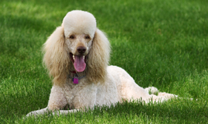 Poodles