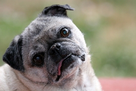 Pugs