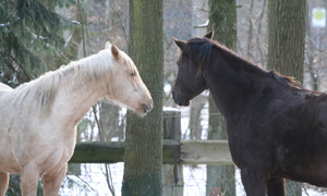 Quarter Horses