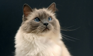 Ragdolls