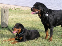 Rottweilers