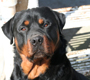 Rottweilers