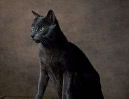 Russian Blues