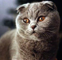 Scottish Folds