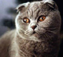 Scottish Folds