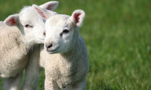 Sheep Care