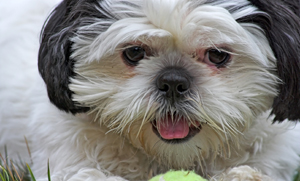 Shih Tzus