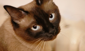 Siamese