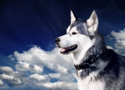 Siberian Huskies