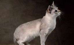 Singapuras