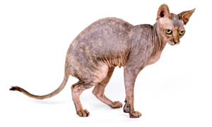 Sphynxes