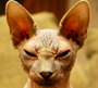 Sphynxes