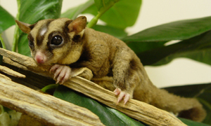 Sugar Gliders