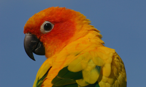 Sun Conure Parrots