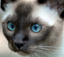 Tonkinese