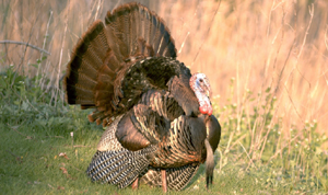 Turkey Care