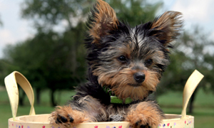 Yorkshire Terriers
