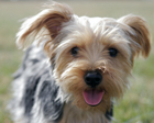 Yorkshire Terriers